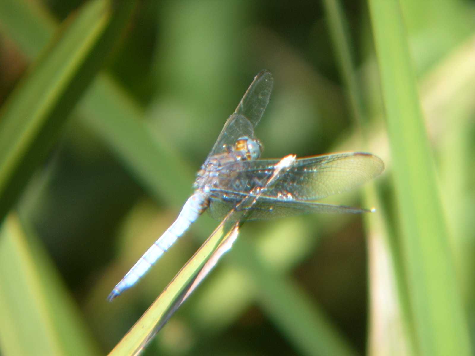 Solita Orthetrum brunneum?  - No, Orthetrum coerulescens